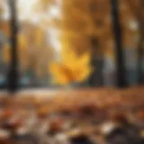 Golden leaves falling from trees in JVC