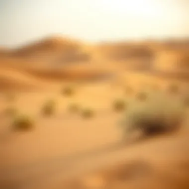 Desert landscape in Dubai highlighting the natural beauty and unique ecology