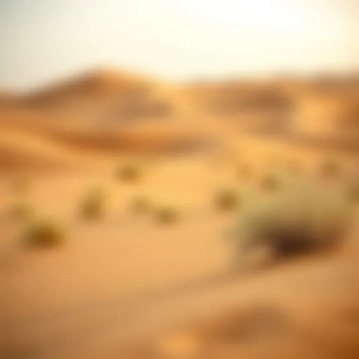 Desert landscape in Dubai highlighting the natural beauty and unique ecology