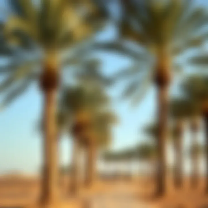 An ancient date palm grove reflecting the agricultural heritage of Liwa Oasis