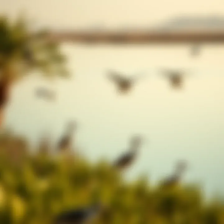 Birds and wildlife near the tranquil waters of the lake